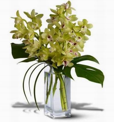 Three cymbidium orchid stems in a clear glass vase is an allpurpose gift for any occasion.
