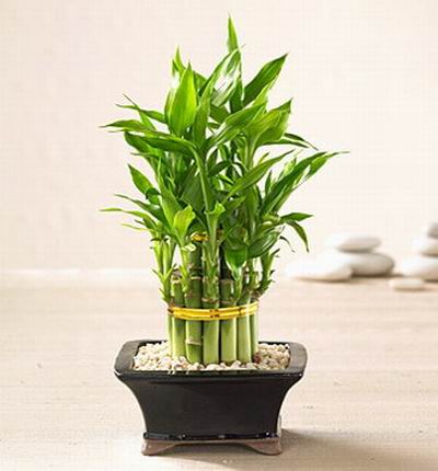 Lucky Bamboo Plant