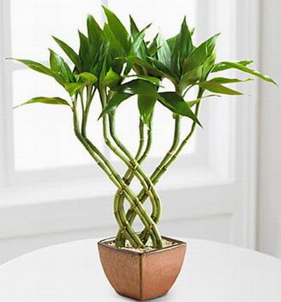 Lucky Bamboo Plant