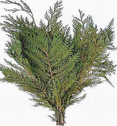 Cedar (preserved) (Basil)