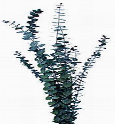 Eucalyptus - Spiral (Green)